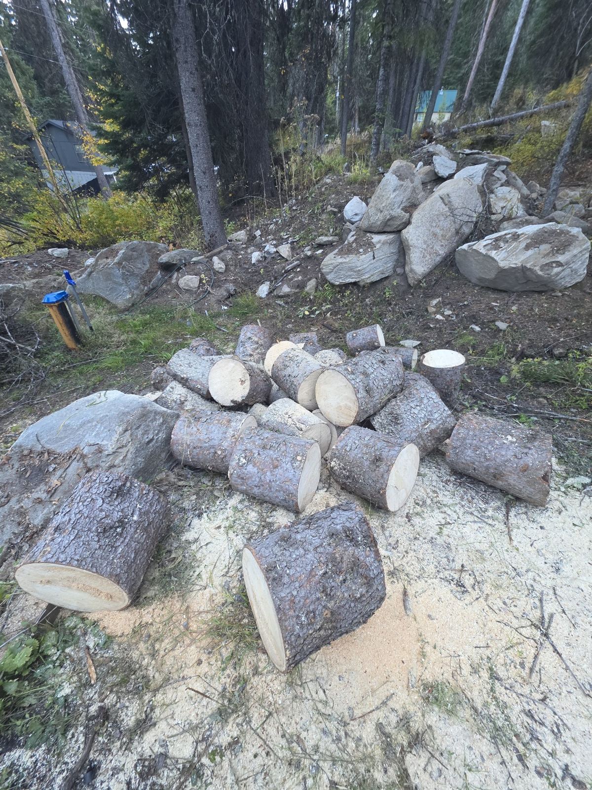 Tree cut into rounds with rocks cleared